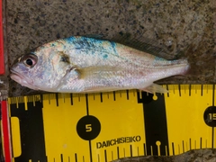 イシモチの釣果