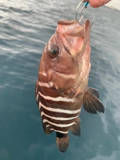 マハタの釣果