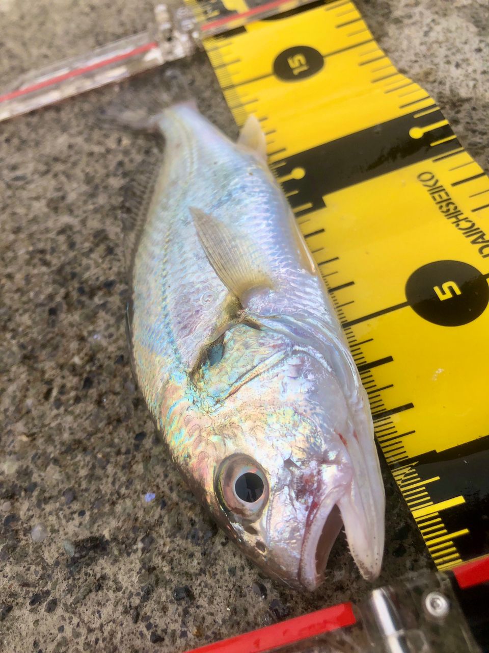 イシモチ