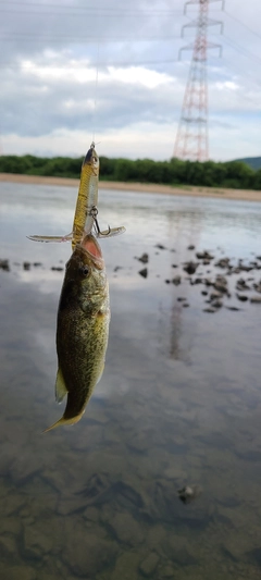 ラージマウスバスの釣果