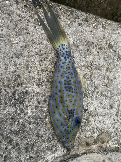 ソウシハギの釣果
