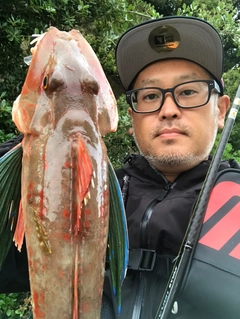 ホウボウの釣果