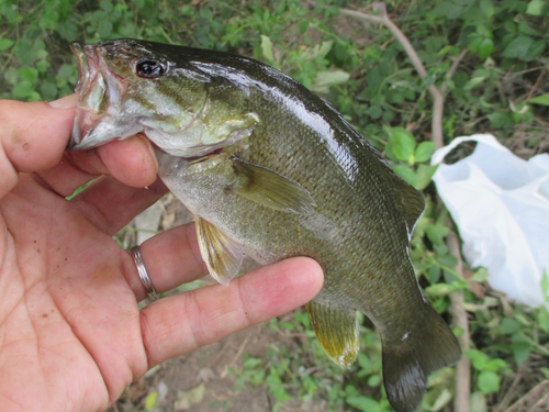 スモールマウスバスの釣果