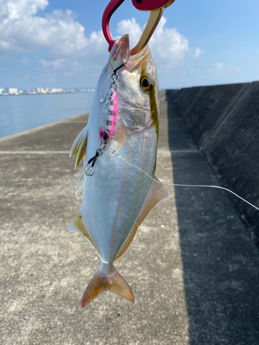 ネリゴの釣果