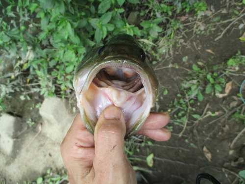 ラージマウスバスの釣果