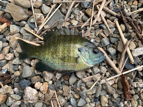 ブルーギルの釣果