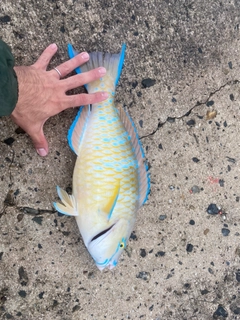 アーガイの釣果
