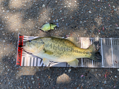 ブラックバスの釣果