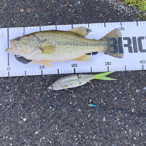 ブラックバスの釣果