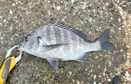 クロダイの釣果