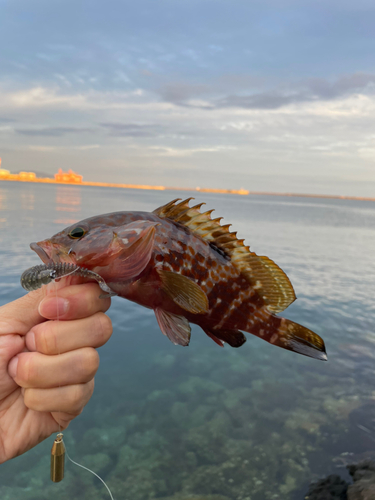 キジハタの釣果