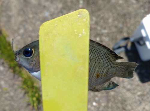 メジナの釣果