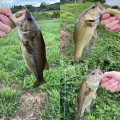 ブラックバスの釣果