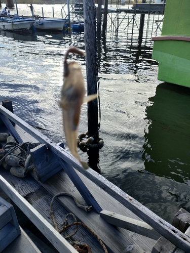 マハゼの釣果