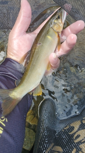 アユの釣果