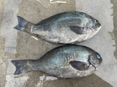 クチブトグレの釣果