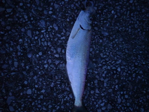 ヒラの釣果