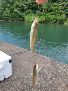 シロギスの釣果