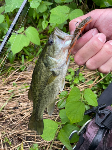 ラージマウスバスの釣果