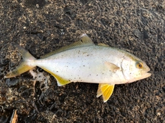 ショゴの釣果