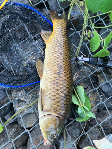 コイの釣果