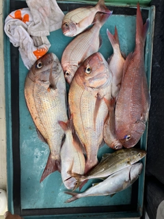 マダイの釣果