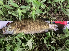 スモールマウスバスの釣果