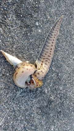 ウツボの釣果