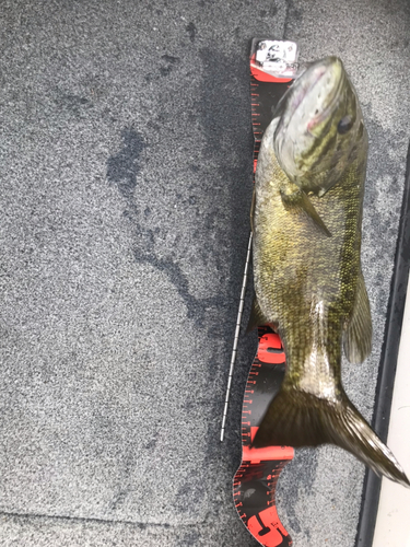 スモールマウスバスの釣果