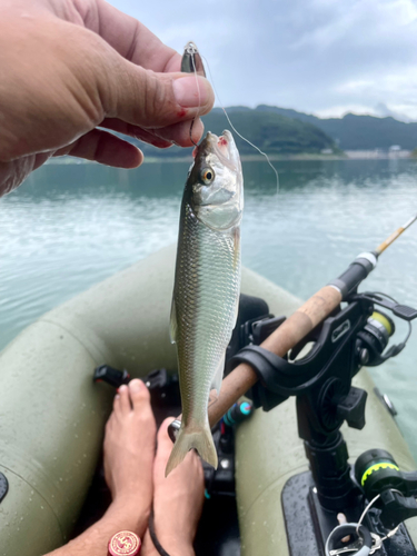 ハスの釣果