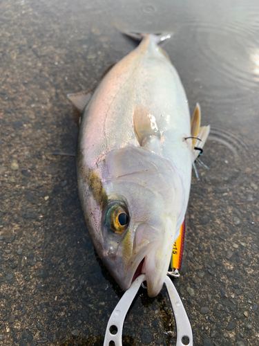 ショゴの釣果