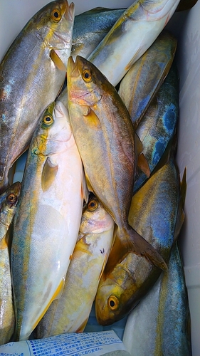 ショゴの釣果