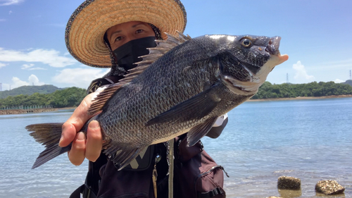 チヌの釣果