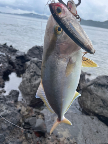 ハガツオの釣果