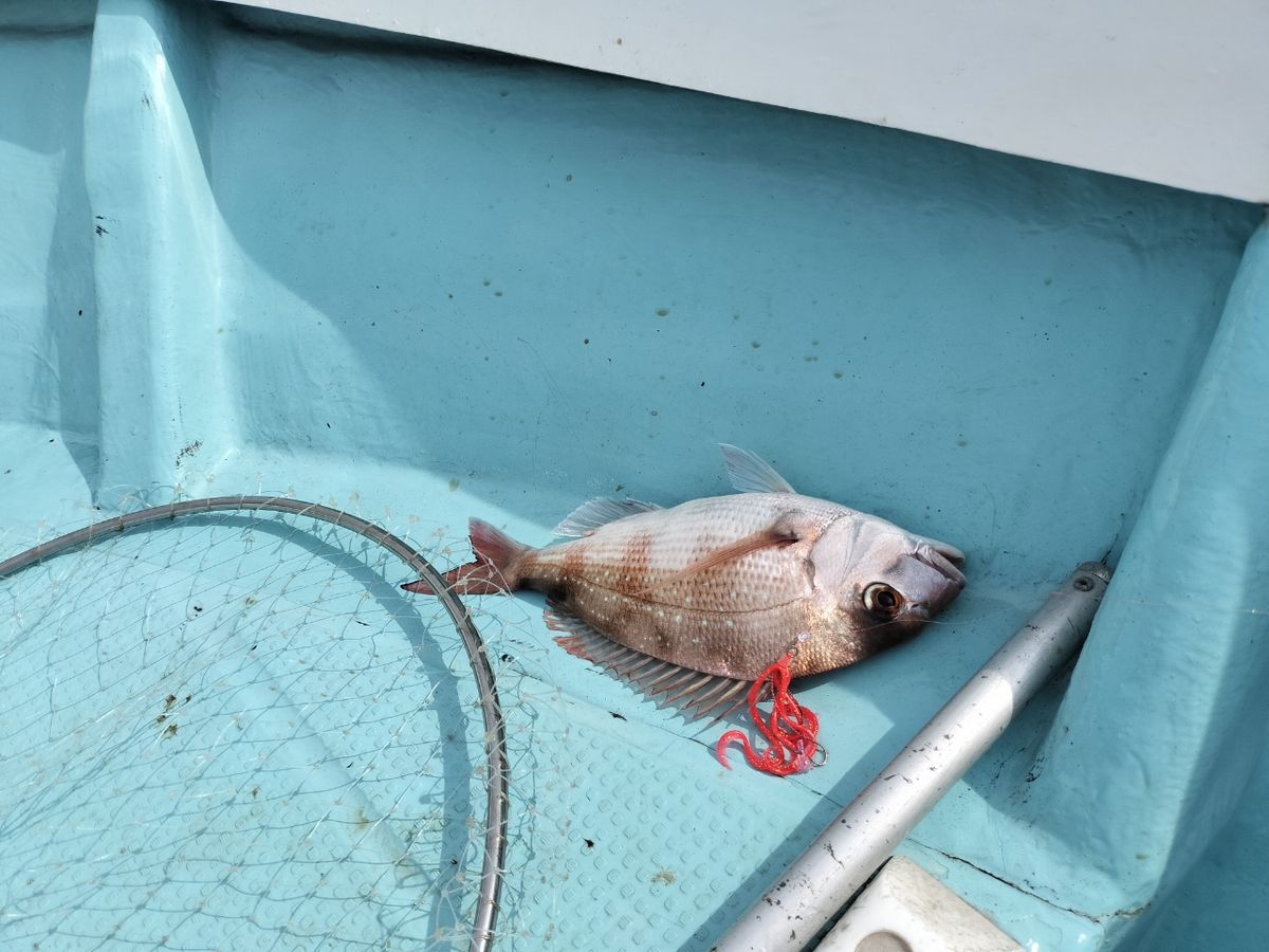 ドS東京湾鯛ラバ備忘録さんの釣果 3枚目の画像