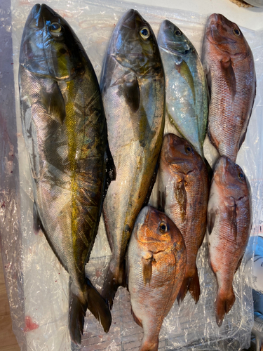 カンパチの釣果