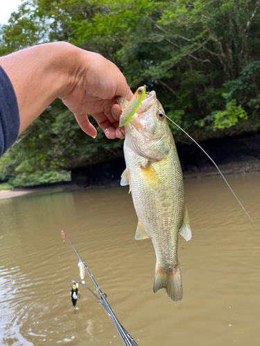 ラージマウスバスの釣果