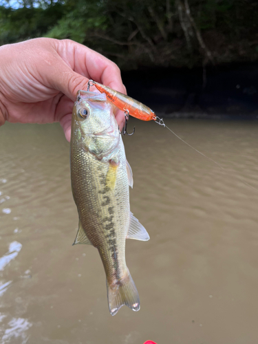 ラージマウスバスの釣果