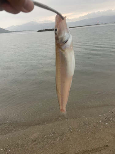 キスの釣果