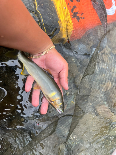 アユの釣果