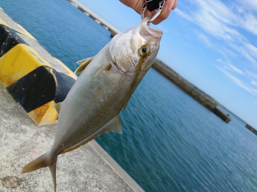 ショゴの釣果