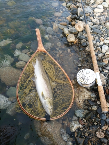 アメマスの釣果