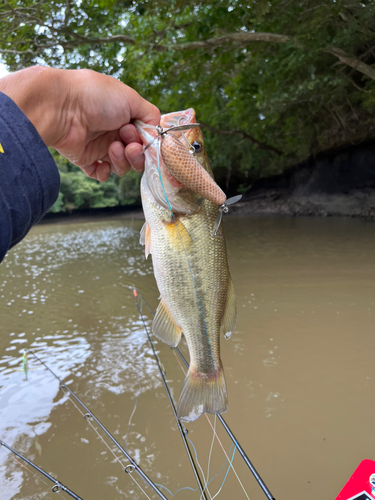 ラージマウスバスの釣果