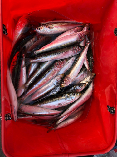 イワシの釣果