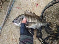 クロダイの釣果