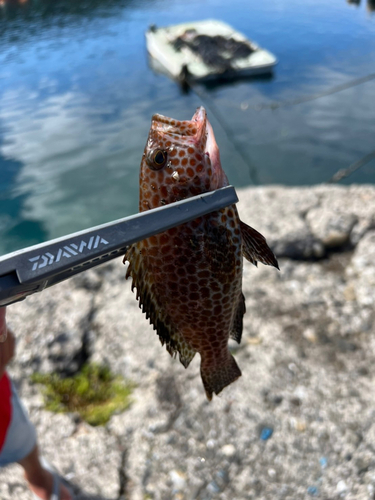 オオモンハタの釣果