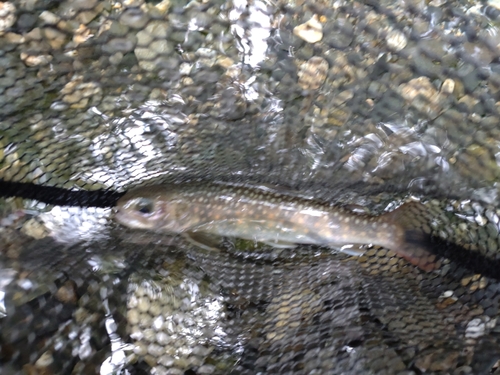 ニッコウイワナの釣果