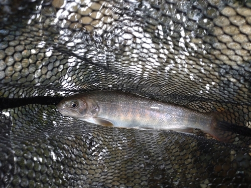 ニッコウイワナの釣果