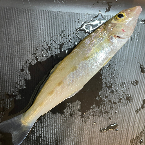 キスの釣果