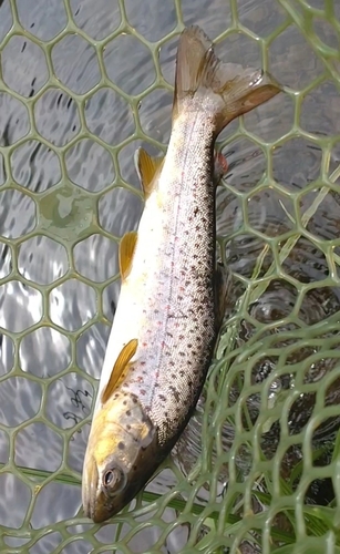 ブラウントラウトの釣果